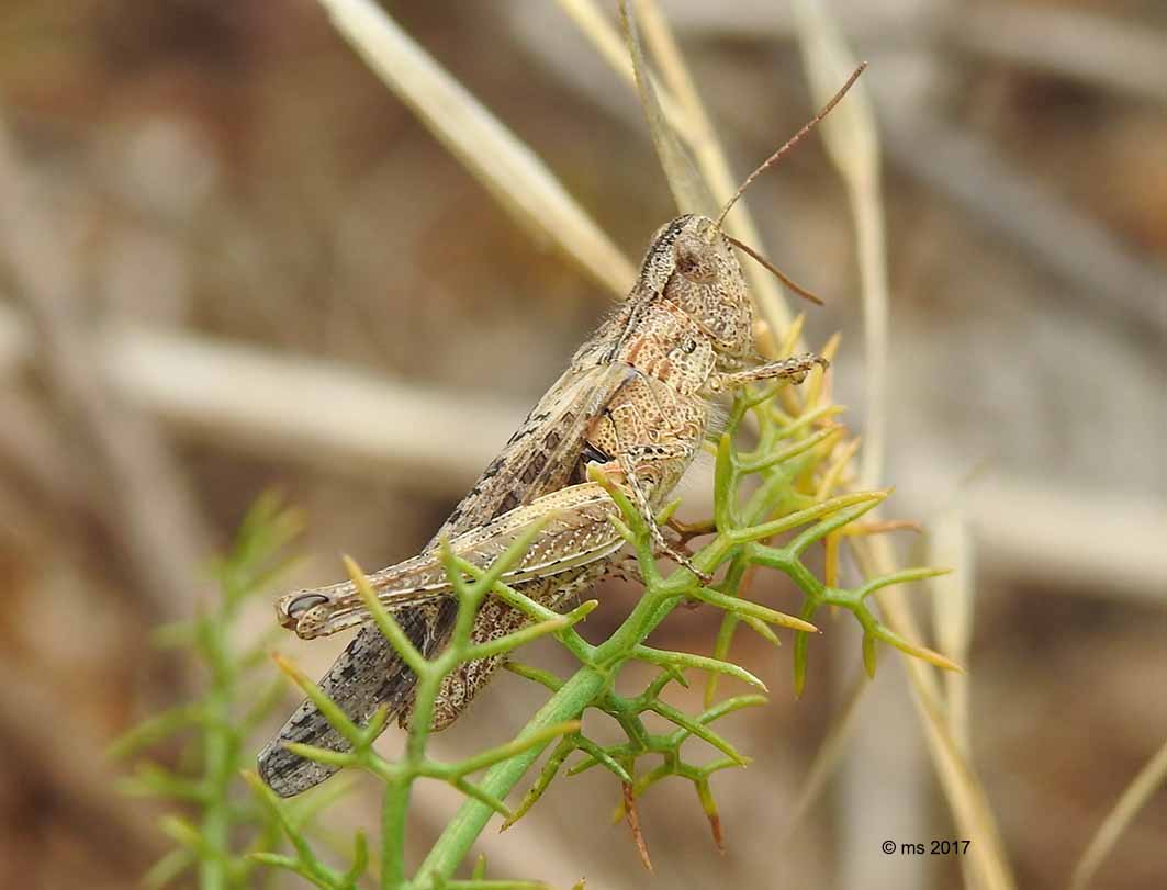 Sphingonotus ?  No, Chorthippus (Glyptobothrus) brunneus brunneus